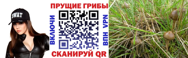 Галлюциногенные грибы мицелий  Ессентуки 